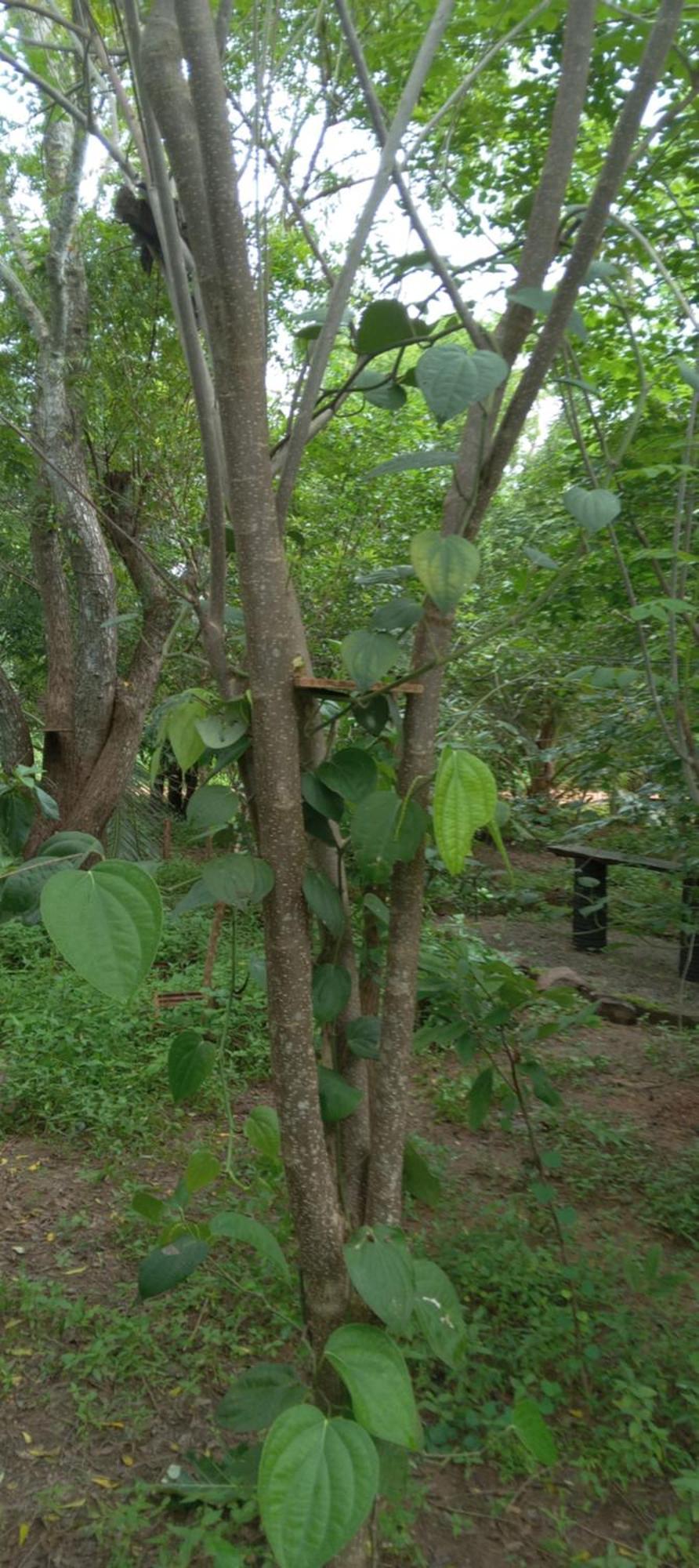 Forest Villa Nature Resort อนุราธปุระ ภายนอก รูปภาพ